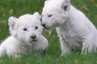 White Lion Wallpapers Wallpapers Cave