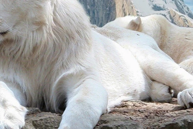 3840x2160 white lion animal wallpaper www.ultrahdwallpapers.net