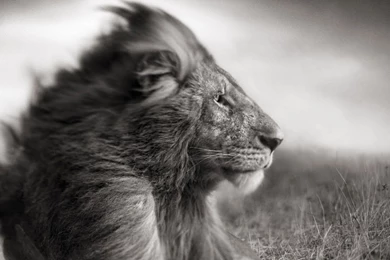 Download Wallpapers 1280x800 Lion, Mane, Wind, Black White 1280x800 ...