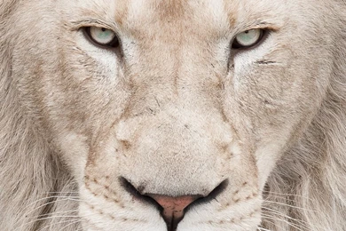 All White Fleet – Exotic Car Rental Miami