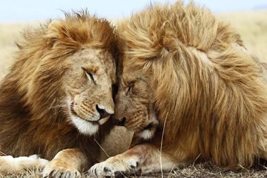 Download Wallpapers 1280x720 Lion, Cat, Couple, Mane, Rest HDTV ...