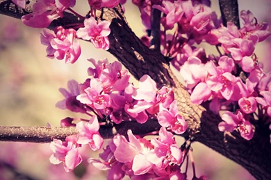 1280x720px Pink Cute Wallpapers Tumblr