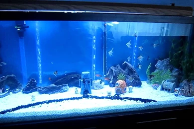 Bikini Bottom Fish Tank (SpongeBob)   YouTube