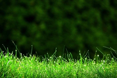 Go Green Wallpapers Free   1024x768 IWallHD   Wallpapers HD