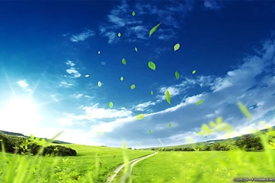 Spring Leaves Wallpapers   Crazy Frankenstein