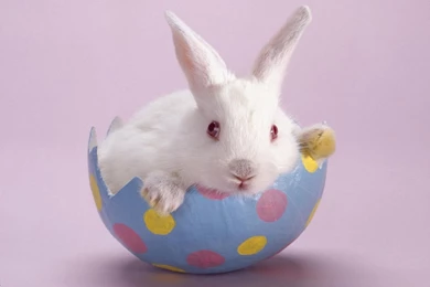 Cute Wallpapers Cqw068 – Wallpaperjosh