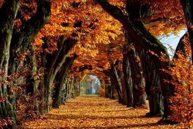 Hd Autumn Wallpapers 3 – HdCoolWallpapers.Com