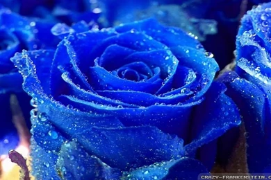 Blue Roses Wallpapers Crazy Frankenstein