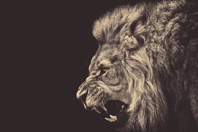 Cool lion wallpapers.jpg