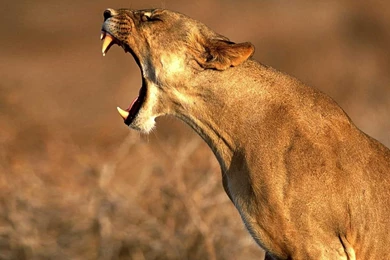 Wallpapers Lion, Fang, Roaring, Lioness, Roar Of A Lion.