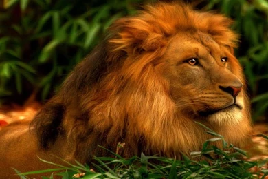 A Picture Of A Lion Wallpapers