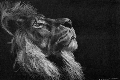 AN ANIMAL SOUL WALLPAPER (