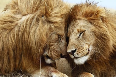 Cute lion wallpaper.jpg