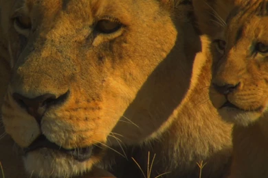 Lion And Cub Desktop Wallpapers