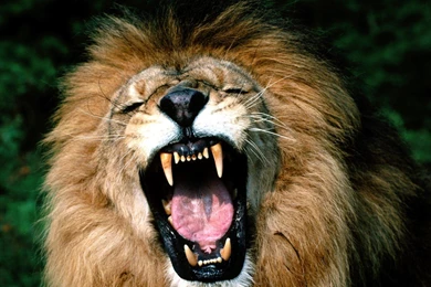 Photo Mouth Of A Lion, Animals, Cats, Lions, Mouth   Lions ...