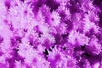 Abstract Flowers Purple Wallpaper Backgrounds Blogger HD Wallpape