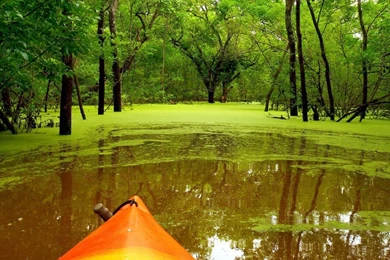 Green Nature HD Wallpapers