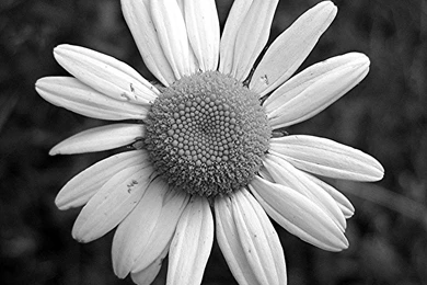 Black And White Photos Of Flowers   HD Wallpapers Lovely