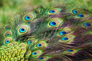 Free Wallpapers, Hd Images, Windows Wallpaper, Tablet Desktop ...