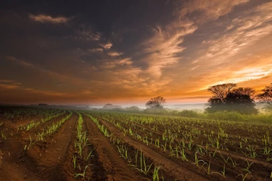 Farming Fields : Wallpapers