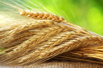 Gain Mod For Multifruit Maps