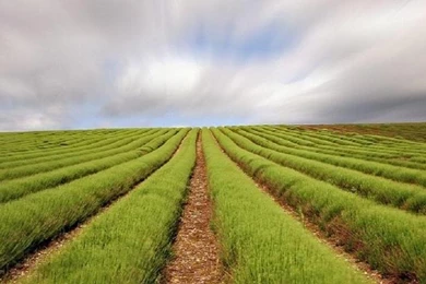 Farm Rows Galaxy S3 Wallpapers (720x1280)