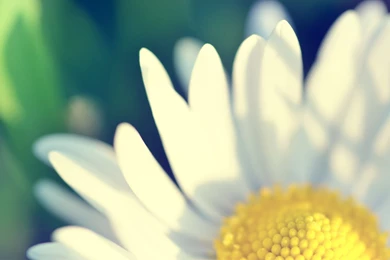 Daisy Flowers Images And Wallpapers Download
