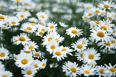 Daisy wallpaper 16 724409.jpg
