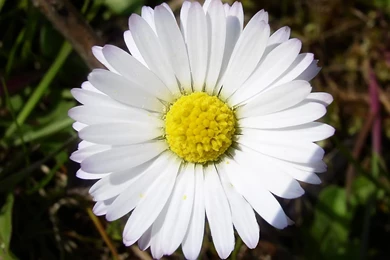 Beautiful Flowers Wallpapers Free Download ~ Toptenpack.com