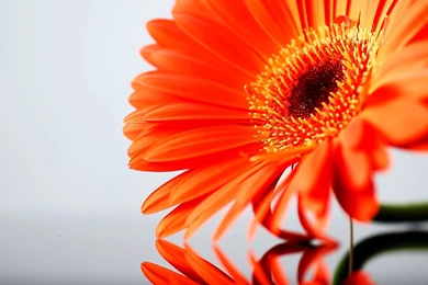 Flower Wallpapers Tumblr Hd Black And White Widescreen Download For ...