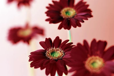 Pink Daisies Flowers In HD Id: 1380   7HDWallpapers