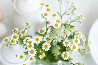 Beautiful Daisy Flowers 1600 X 1200 Wallpapers