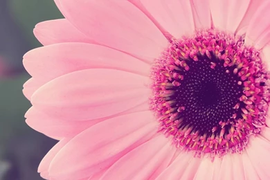 Gerbera Daisy Flower Wallpapers HD Top 30 Best Collection