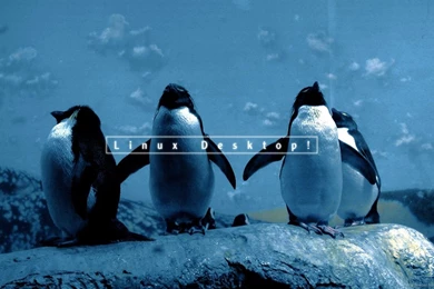 Download 1600x900 Linux Penguin Wallpapers