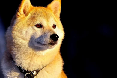 Shiba Inu Wallpapers   Animal Wallpapers