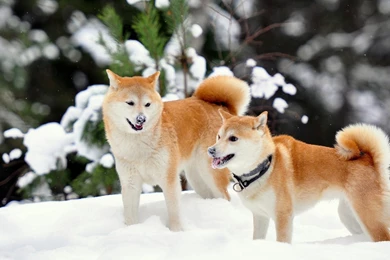 Shiba Inu Winter Snow Wallpapers
