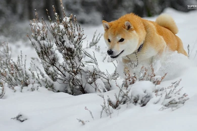 Shiba Inu Dogs