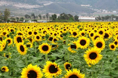 Heads_up_sunflowers_300dpi.jpg
