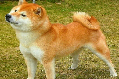 Shiba Inu Wallpapers