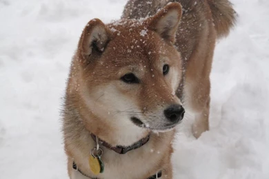 Winter Shiba Inu Dog Photo And Wallpaper. Beautiful Winter Shiba ...