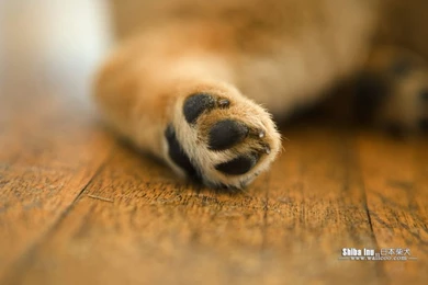 Shiba Inu Puppy Photos   Shiba Inu Dog Wallpapers 1024x768 NO.20 ...