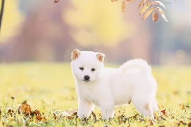 Shiba Inu Wallpapers   Wallpapers Cave