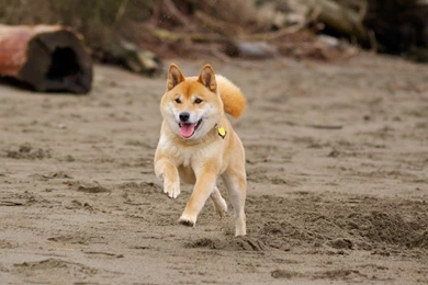 Running Shiba Inu Dog Photo And Wallpaper. Beautiful Running Shiba ...