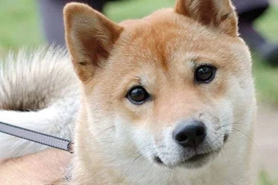 Shiba Inu Photos And Wallpapers. The Beautiful Shiba Inu Pictures