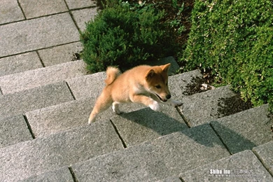 Shiba Inu Puppy Photos   Shiba Inu Dog Wallpapers 1024x768 NO.9 ...