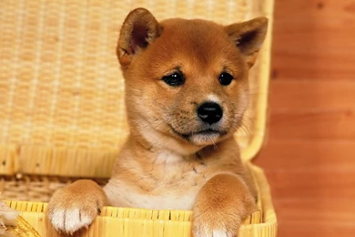 Cute Shiba Inu Puppy HD Desktop Wallpapers : Widescreen : High ...