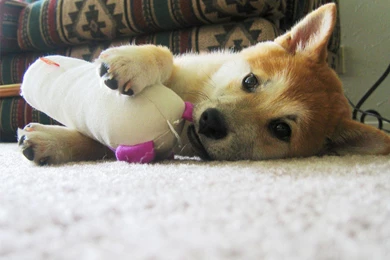 Free Wallpapers Shiba Inu Japanese Small Size Dog