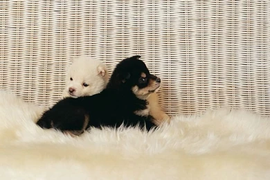 Cuddly Puppy Wallpapers   Two Shiba Inu Puppies 20   Wallcoo.net