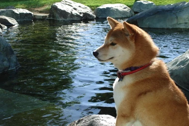Relaxing Shiba Inu Dog Photo And Wallpaper. Beautiful Relaxing ...