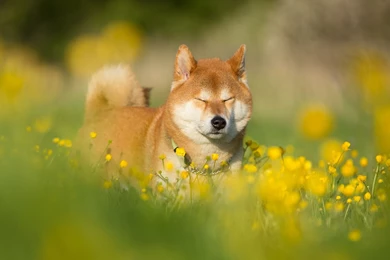Shiba Inu Computer Wallpapers, Desktop Backgrounds